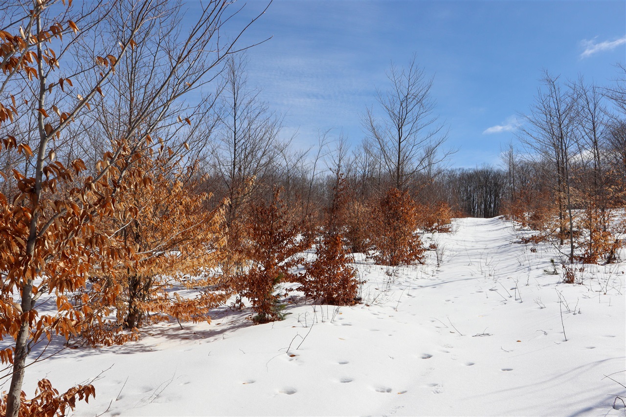 Walker Road, Rapid City, MI, 49676