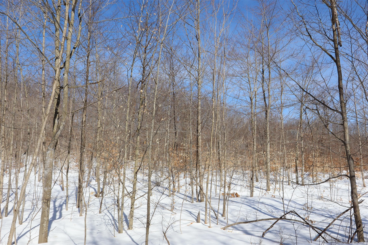 Walker Road, Rapid City, MI, 49676