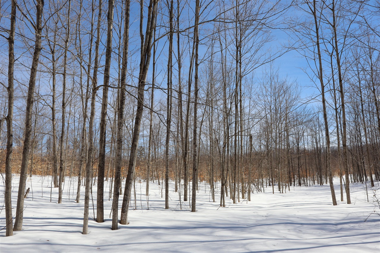 Walker Road, Rapid City, MI, 49676