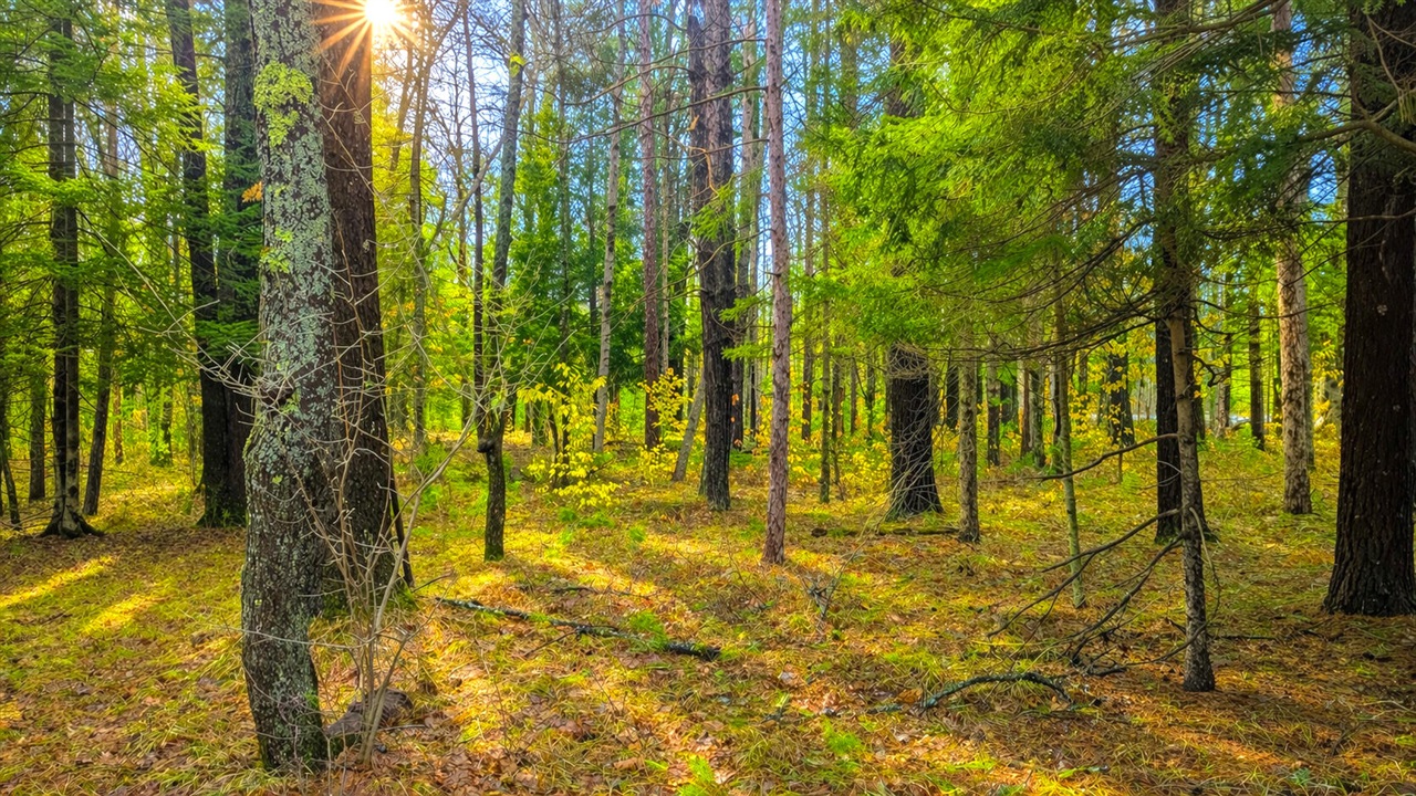 3194 N Warfield Road, Harrietta, MI, 49638-9604