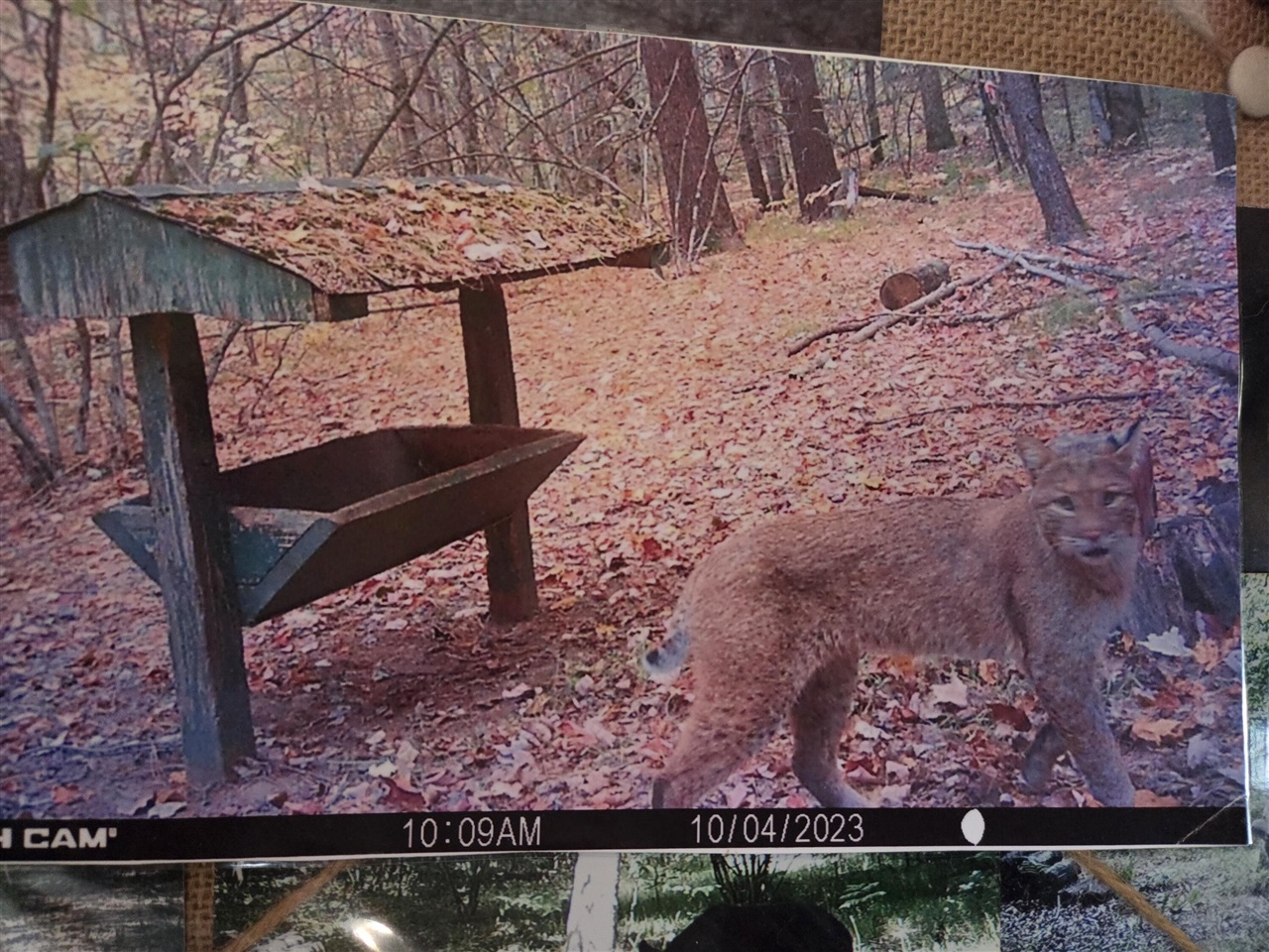 00 E Del Vandell Rd., Chase, MI, 49623-49623