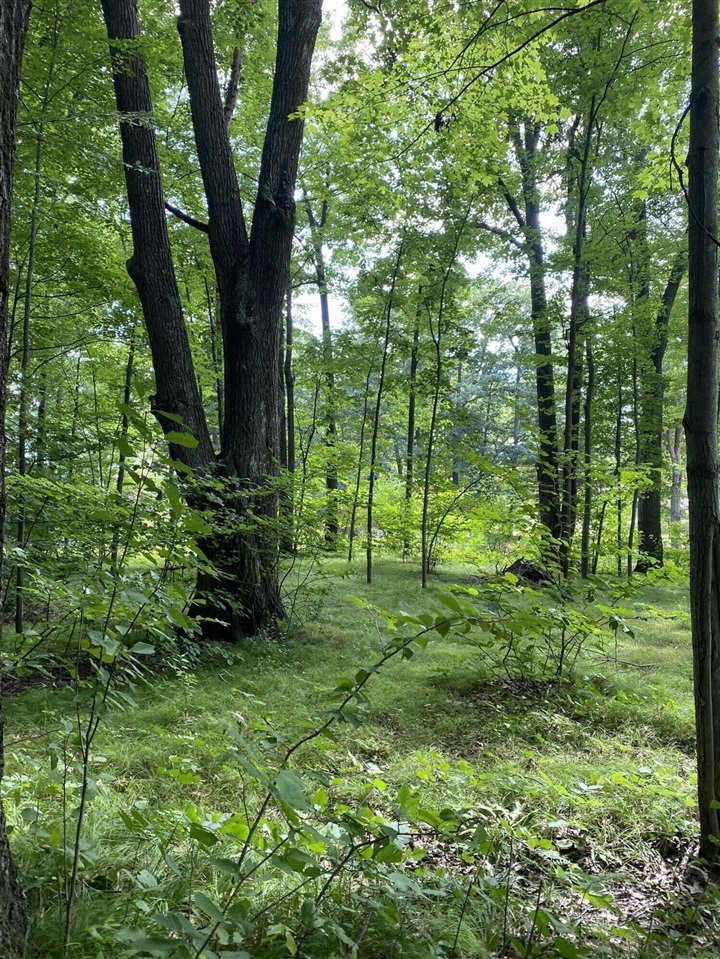 Elm Drive, Lakeview, MI, 48850-48850