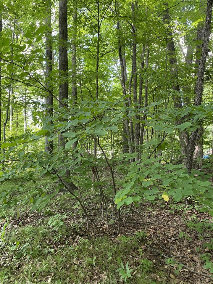 Elm Drive, Lakeview, MI, 48850-48850