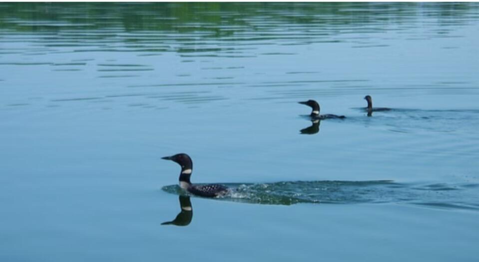 Elm Drive, Lakeview, MI, 48850-48850