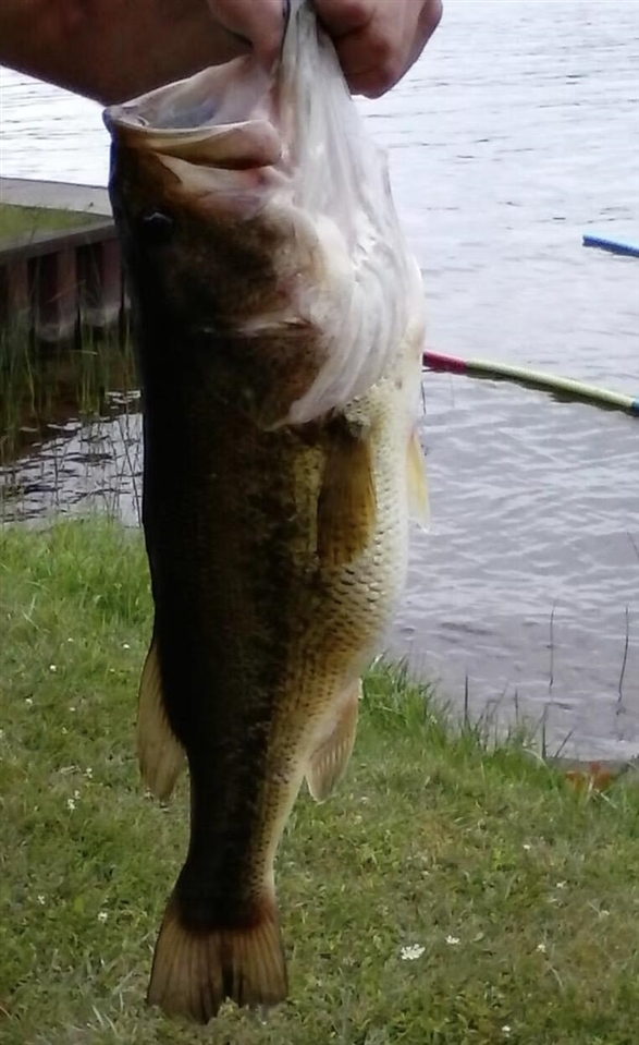 Elm Drive, Lakeview, MI, 48850-48850