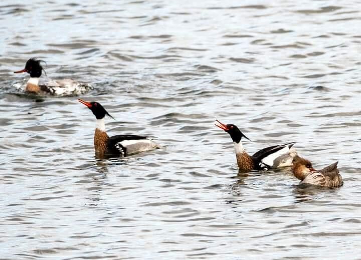 7258 S Crooked Lake Drive, Delton, MI, 49046