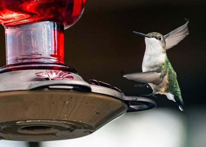 7258 S Crooked Lake Drive, Delton, MI, 49046