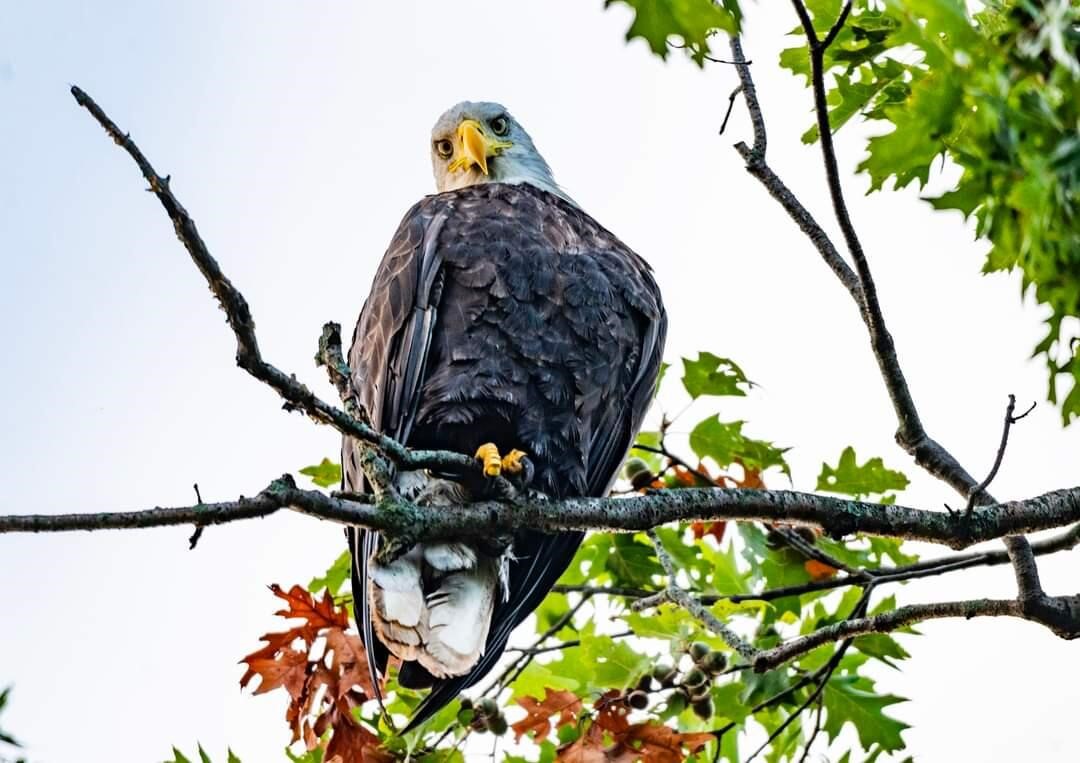 7258 S Crooked Lake Drive, Delton, MI, 49046