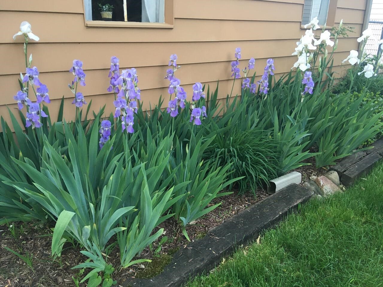 2437 Burns Avenue, Ypsilanti, MI, 48197-4303