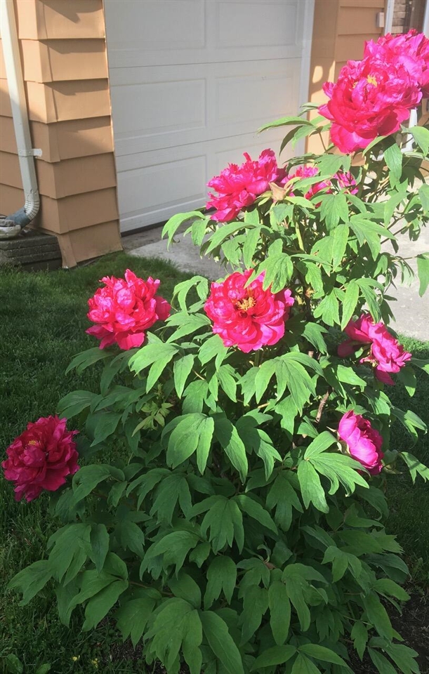 2437 Burns Avenue, Ypsilanti, MI, 48197-4303