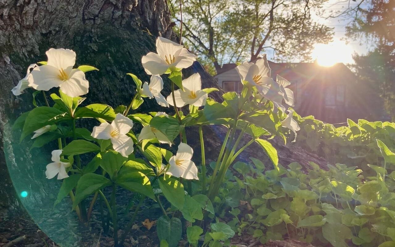 2437 Burns Avenue, Ypsilanti, MI, 48197-4303