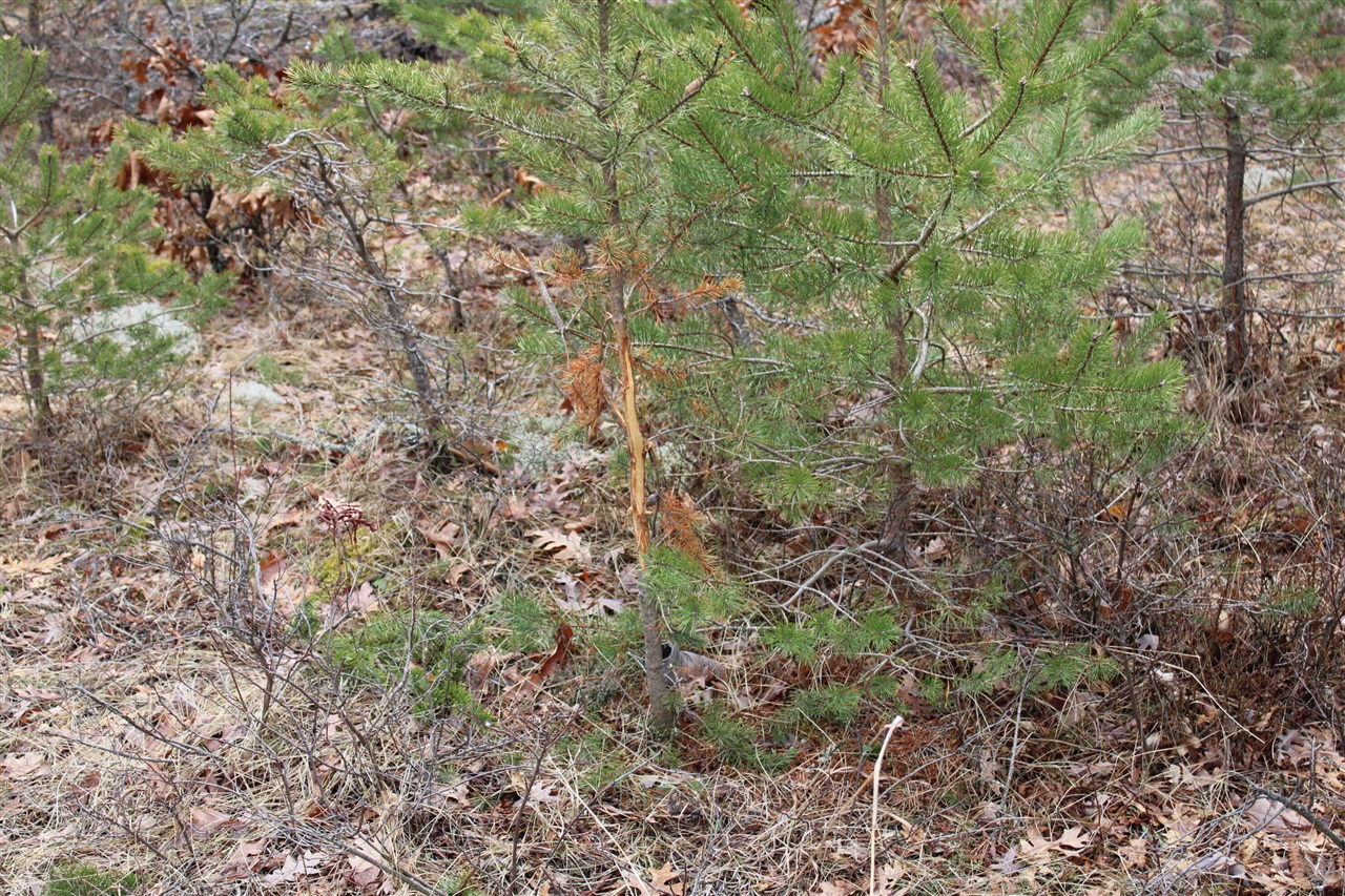 0 VL M-65, Curran, MI, 48728