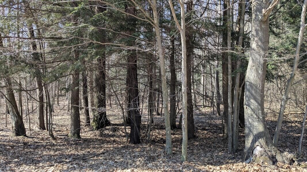 Opal Ridge Drive, Onekama, MI, 49675