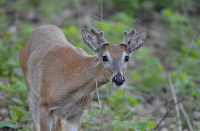 5033 Red Fox Run, Ann Arbor, MI, 48105-9530