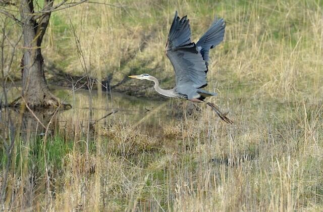 5033 Red Fox Run, Ann Arbor, MI, 48105-9530