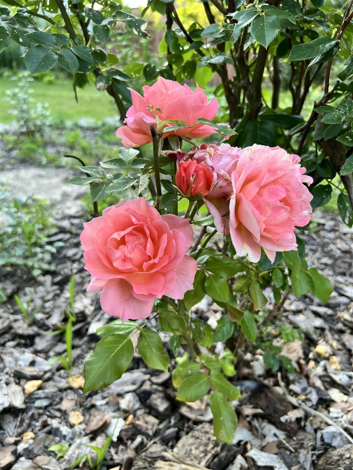 1425 Iroquois Place, Ann Arbor, MI, 48104-4637