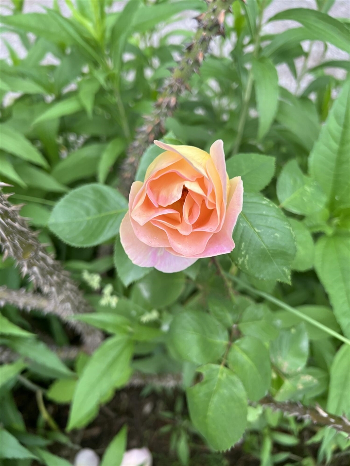 1425 Iroquois Place, Ann Arbor, MI, 48104-4637