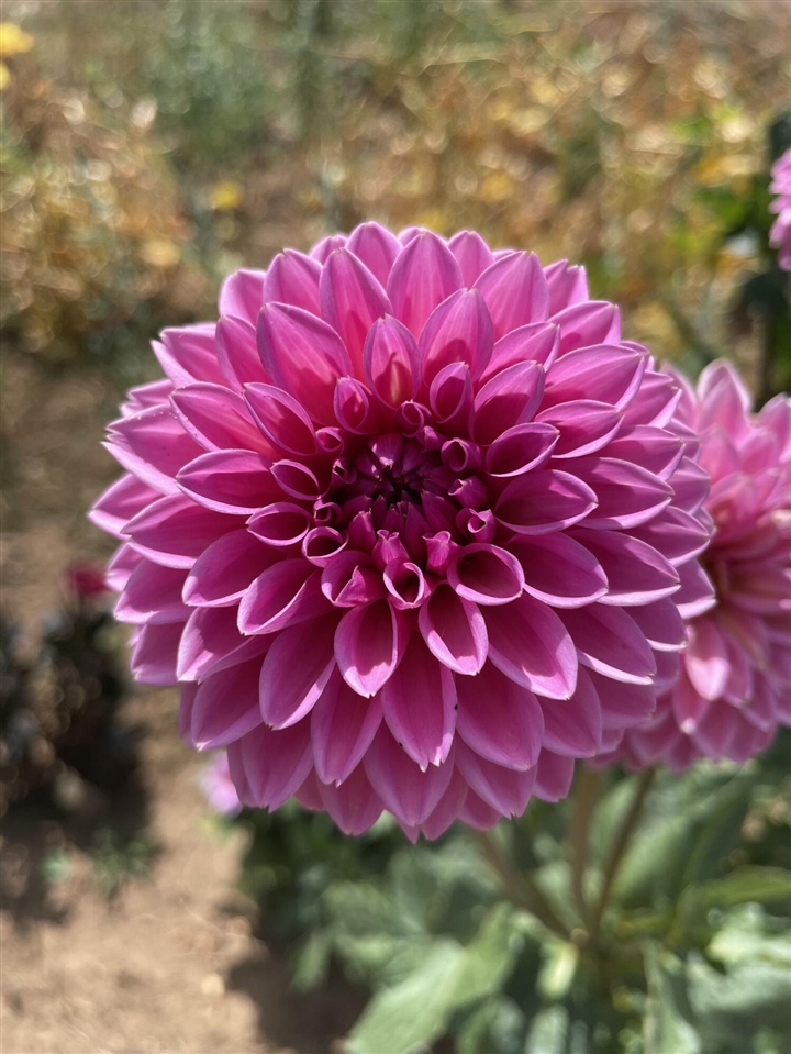 1425 Iroquois Place, Ann Arbor, MI, 48104-4637