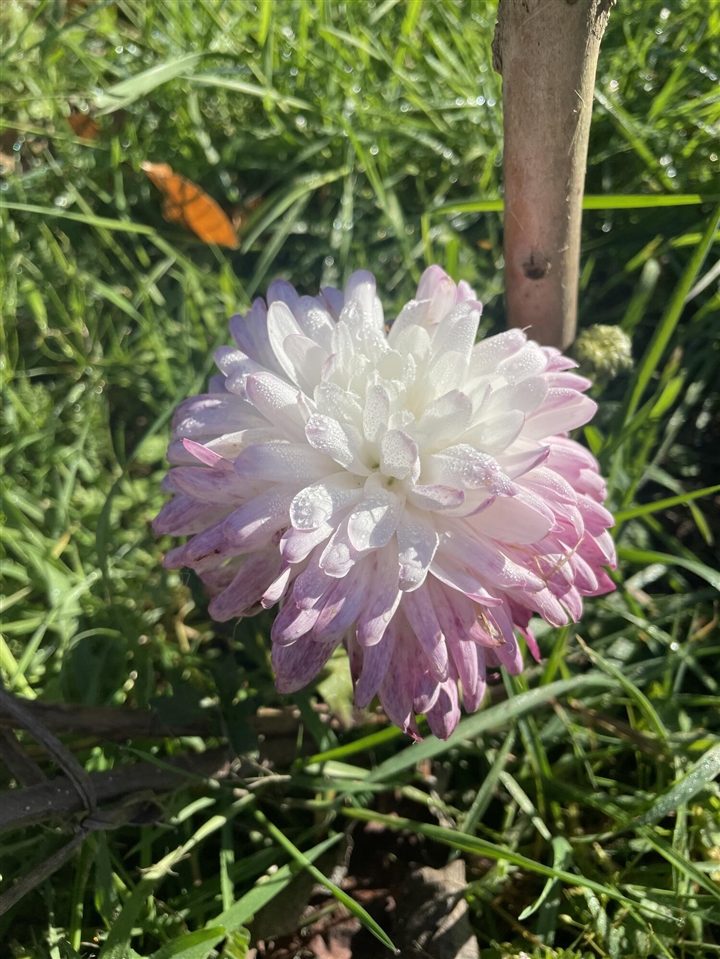 1425 Iroquois Place, Ann Arbor, MI, 48104-4637