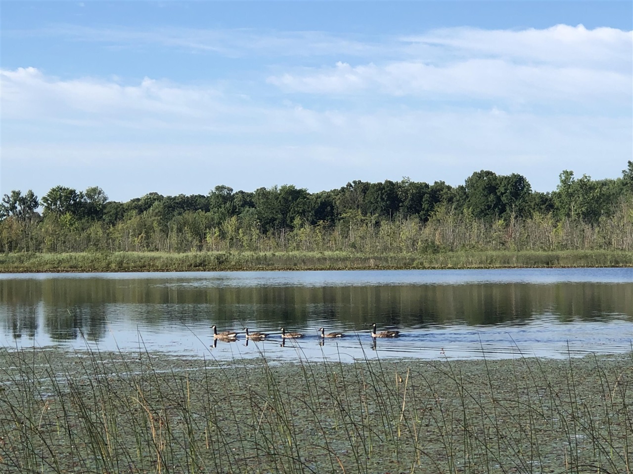 9033 Timbercrest Lane, Whitmore Lake, MI, 48189-8207