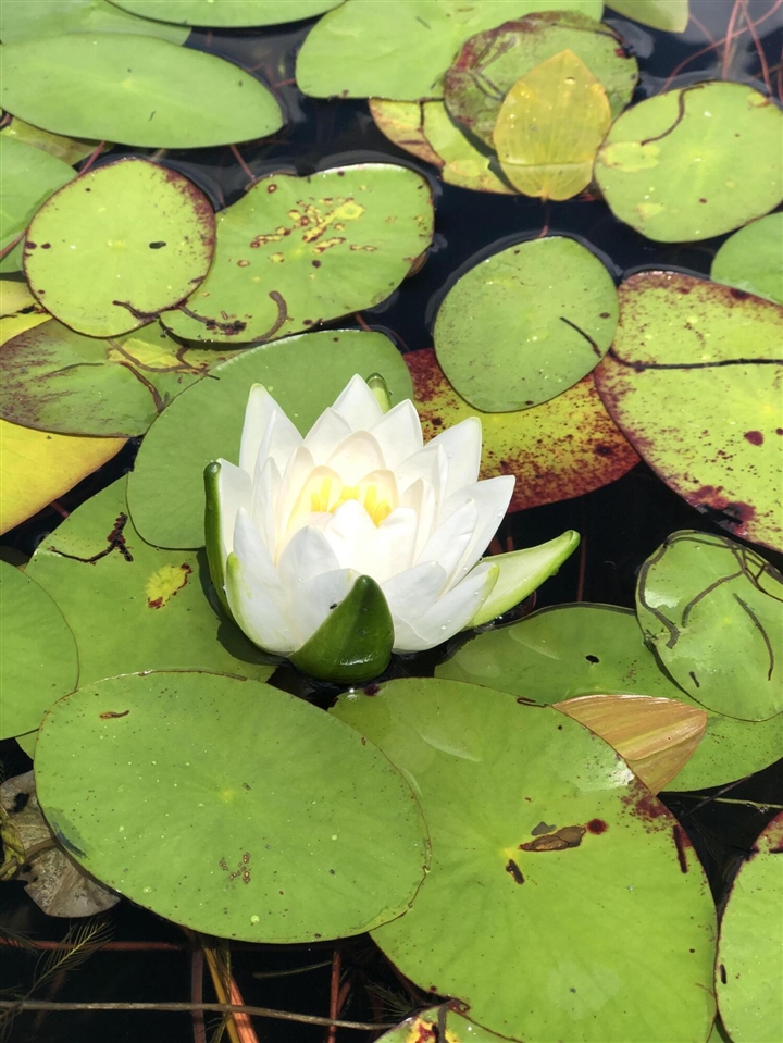 9033 Timbercrest Lane, Whitmore Lake, MI, 48189-8207