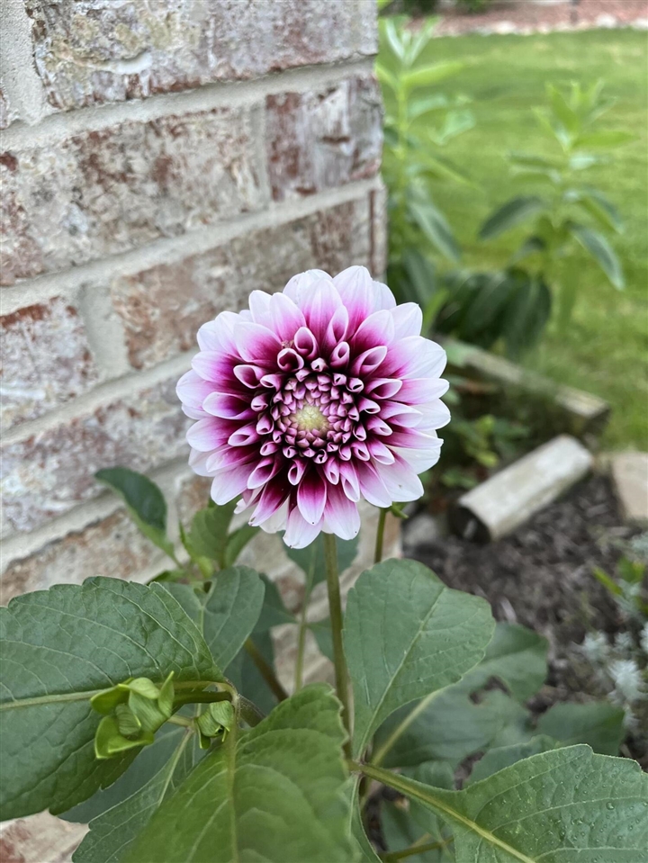 9033 Timbercrest Lane, Whitmore Lake, MI, 48189-8207