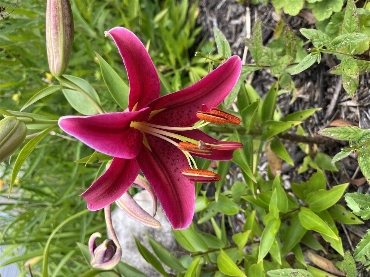 9033 Timbercrest Lane, Whitmore Lake, MI, 48189-8207