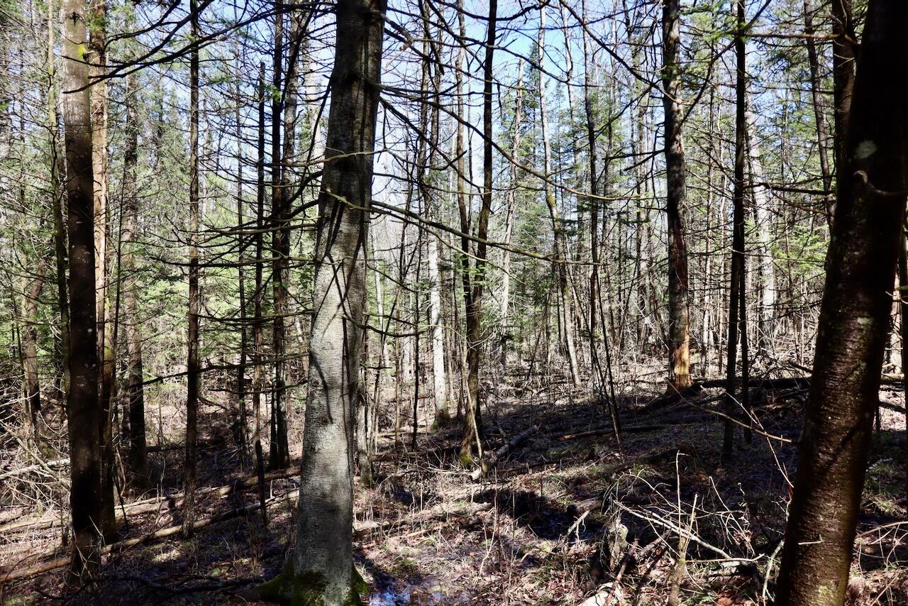1697 Wildwood Road, Sterling, MI, 48659-9206