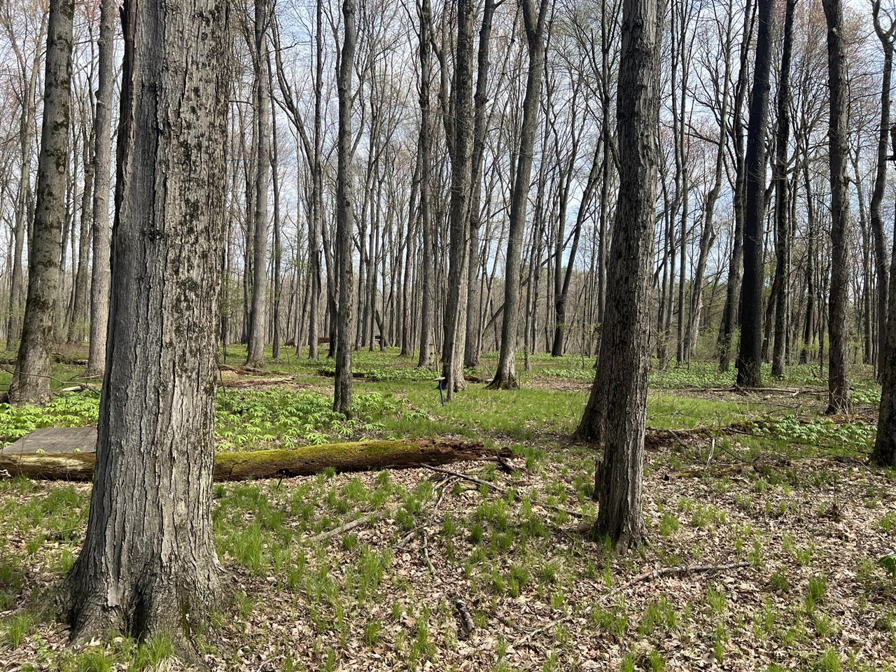 Waterloo Munith Road, Grass Lake, MI, 49240-49240