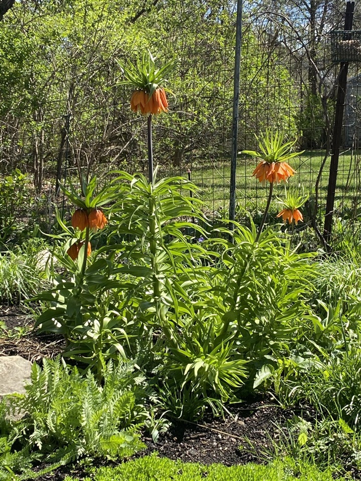 603 Madison Place, Ann Arbor, MI, 48103-4733