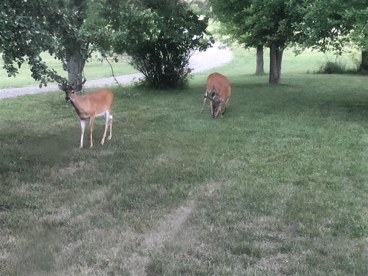 19250 Homer Road, Marshall, MI, 49068-9768