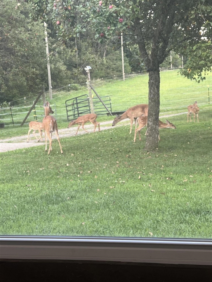 19250 Homer Road, Marshall, MI, 49068-9768