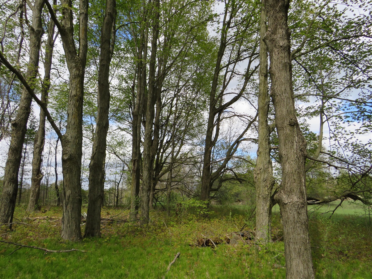 6800 170th Avenue, Stanwood, MI, 49346-8934