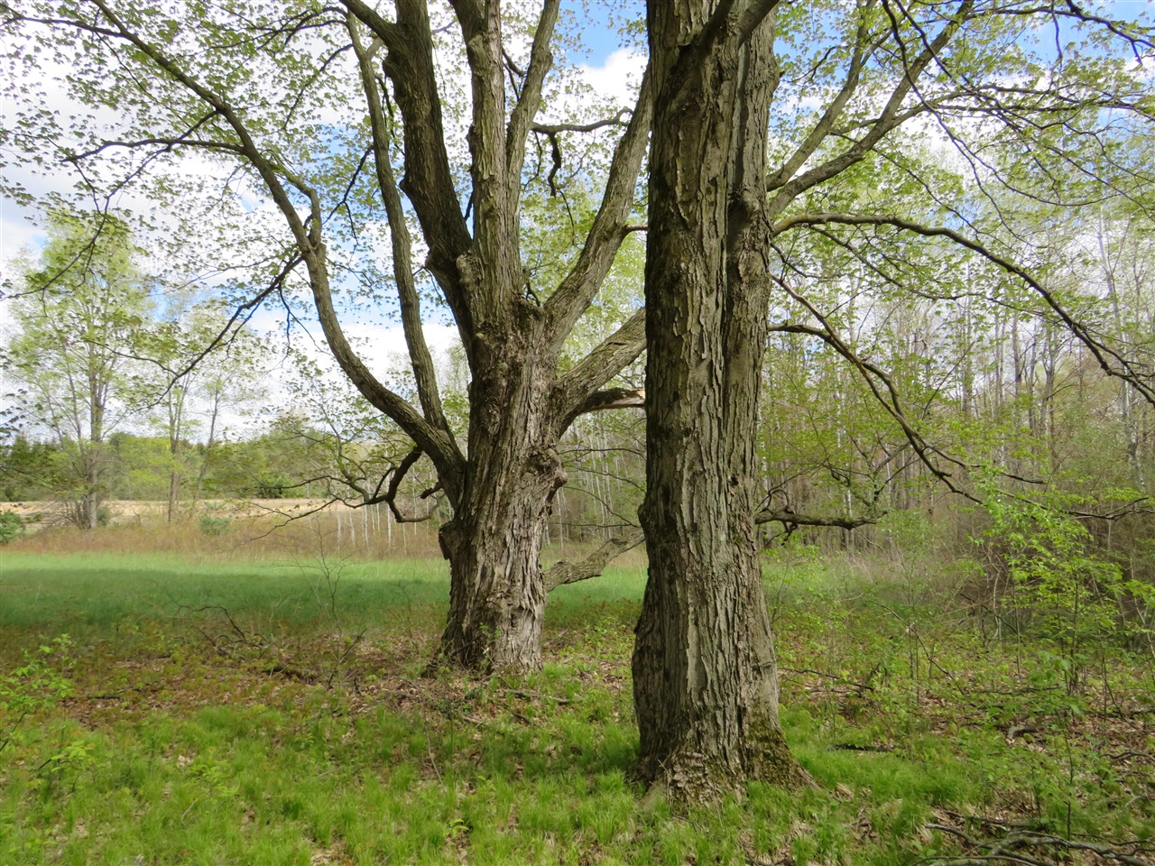 6800 170th Avenue, Stanwood, MI, 49346-8934