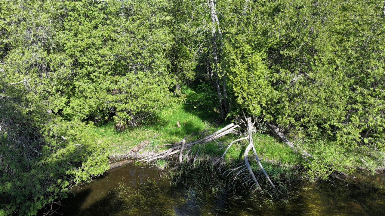 Photo 4 of Land for sale at V/l E Pomeroy Springs Rd, Irons, MI 49644 | MLS# 70533645 | Listing updated on 2026-09-21