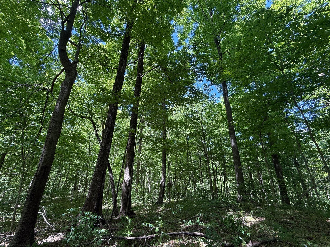 5th image of 11933 S Lake Chapin Rd, Berrien Springs, MI 49103 | MLS# 70539208