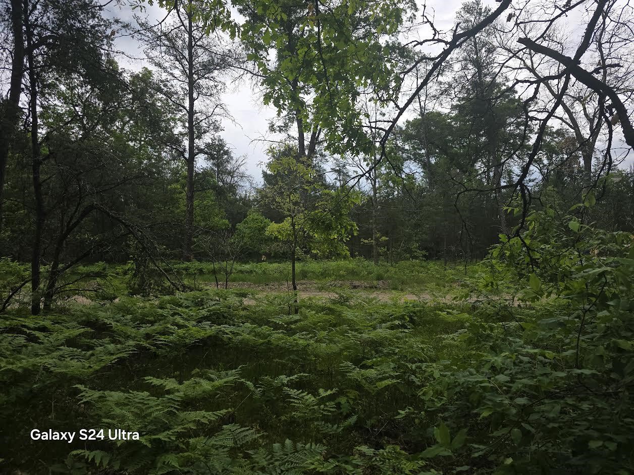 5th image of 0000 S Forman Rd, Baldwin, MI 49304 | MLS# 70539623