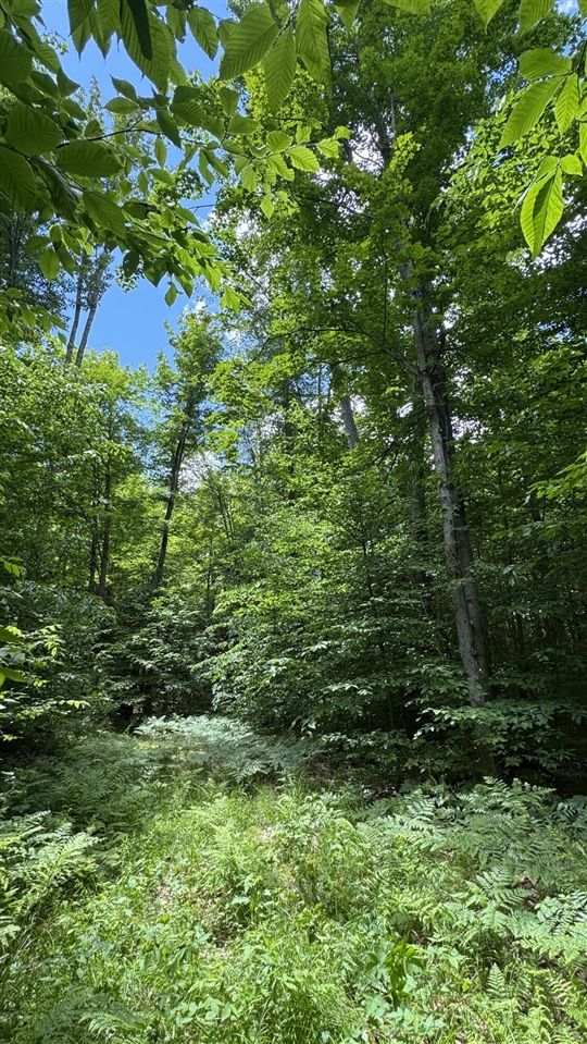 Photo 4 of Land for sale at V/l S 35 Road, Cadillac, MI 49601 | MLS# 70543836 | Listing updated on 2026-10-05