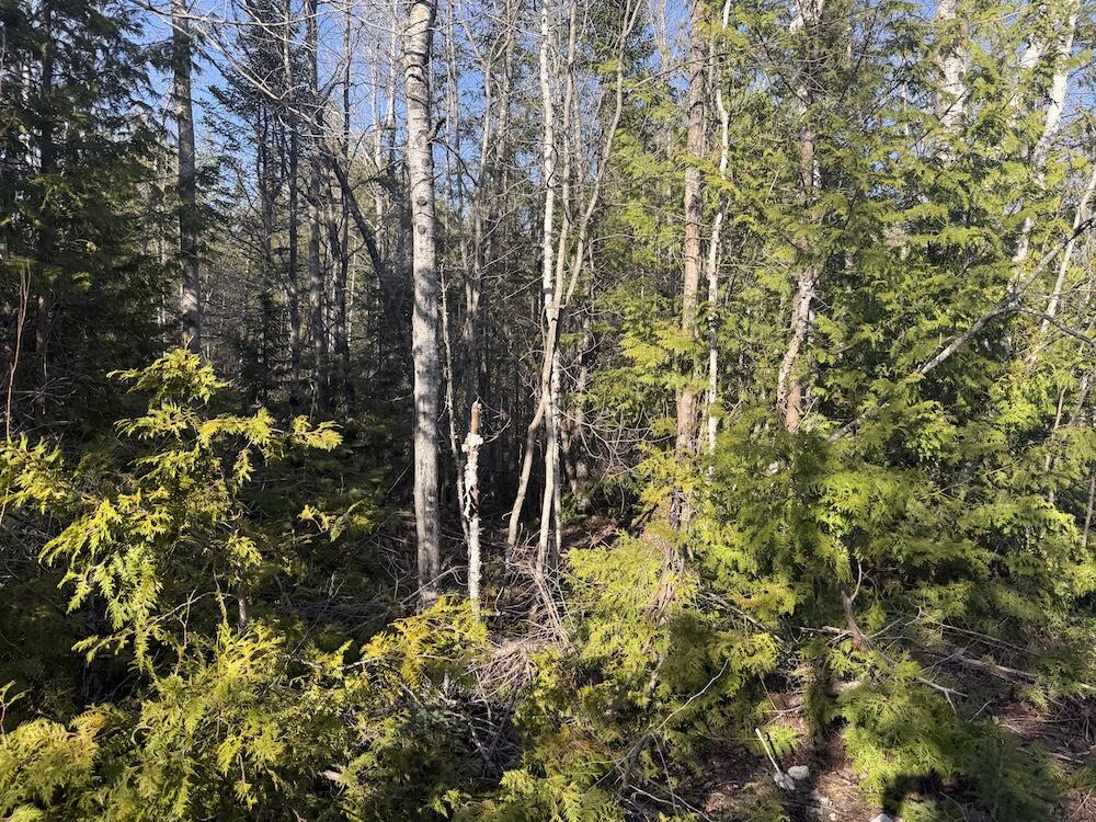 4th image of S Gould City Rd, Gould City, MI 49838 | MLS# 70547141
