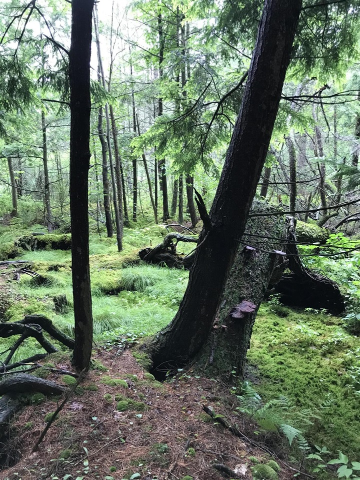 image of Old State Rd, Johannesburg, MI 49751 | MLS# 70547448