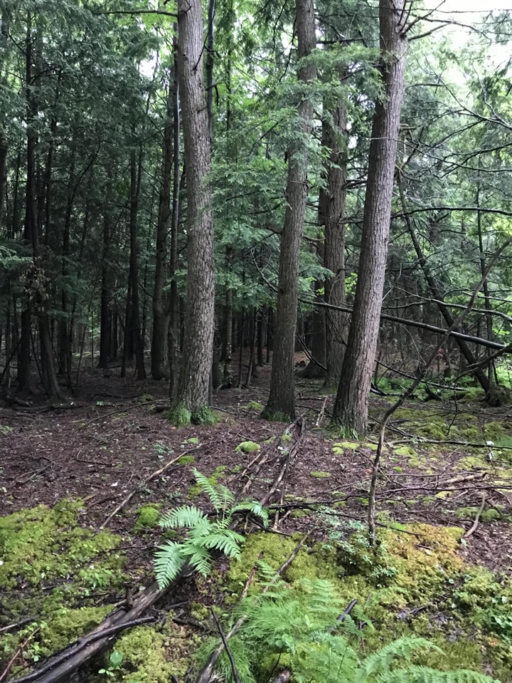 image of Old State Rd, Johannesburg, MI 49751 | MLS# 70547448