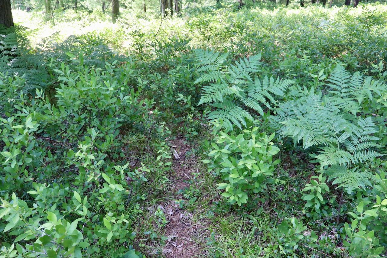 5th image of 395 Ac E Greenwood Rd, Prescott, MI 48756 | MLS# 70548414