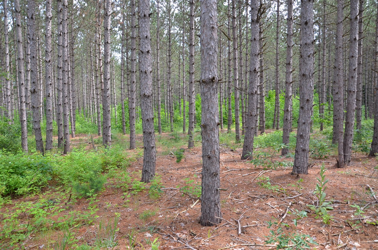 Photo 1 of Sale Pending at Marsh Rd, Fife Lake, MI 49633 | MLS# 70549555 | Listing updated on 2026-09-17