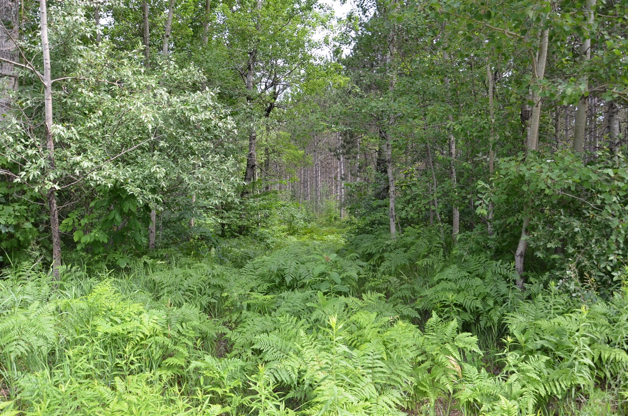 Photo 4 of Sale Pending at Marsh Rd, Fife Lake, MI 49633 | MLS# 70549555 | Listing updated on 2026-09-17