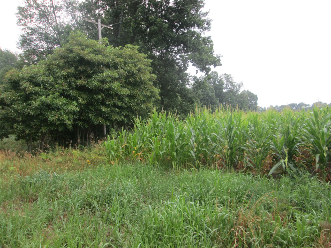 3rd image of 0 W Muskrat Rd, Sidney, MI 48885 | MLS# 70549697