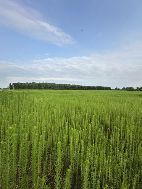 1st image of V/l W Y Ave, Schoolcraft, MI 49087 | MLS# 70550272