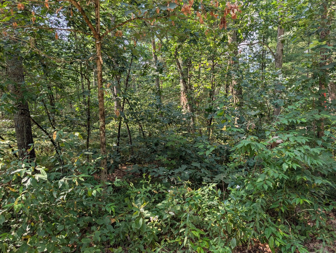 2nd image of Lewis St, Baldwin, MI 49304 | MLS# 70550392