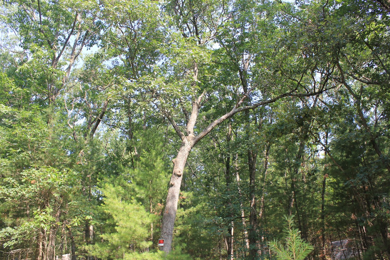 Photo 1 of Land for sale at 8212 W Goldenrod, Baldwin, MI 49304 | MLS# 70550880 | Listing updated on 2026-09-18