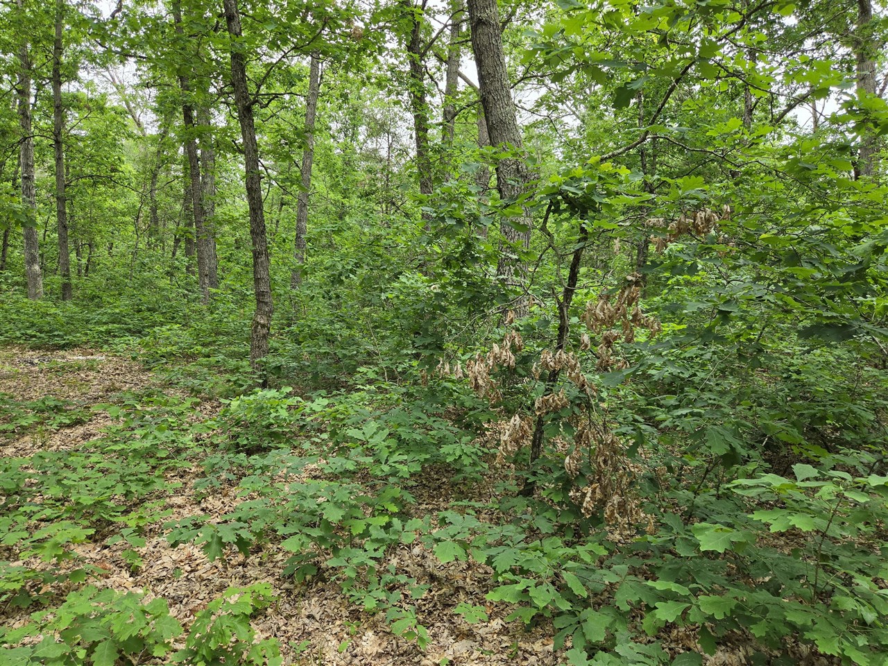 4th image of V/L 10-13 W Oliver Rd, Baldwin, MI 49304 | MLS# 70551218