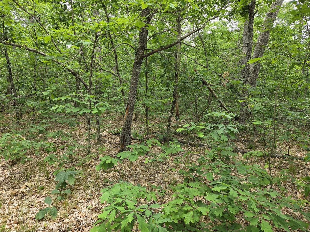 6th image of V/l 10 13 W Oliver Rd, Baldwin, MI 49304 | MLS# 70551218